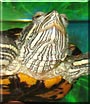 Tom the Red eared slider