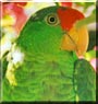 Roonah the Mexican Red Amazon