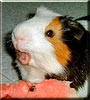 Tobia the Guinea Pig