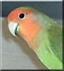 Tiki the Peach faced love bird