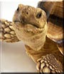 Jack the Tortoise