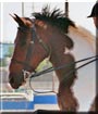 Apache the Paint, Thoroughbred cross