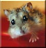 Sofia the Dwarf Hamster