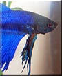 Troy the Betta fish