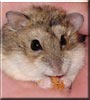 Natasha the Siberian Dwarf Hamster