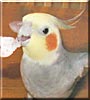 Pico the Cockatiel