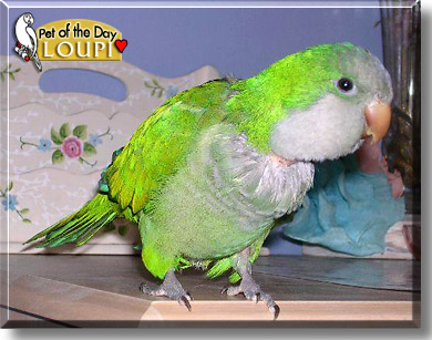 Loupi, the Pet of the Day