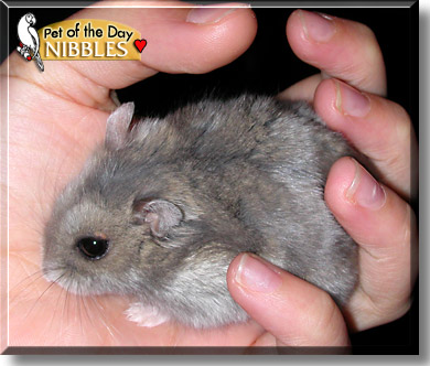 Nibbles, the Pet of the Day