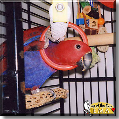 Ema, the Pet of the Day