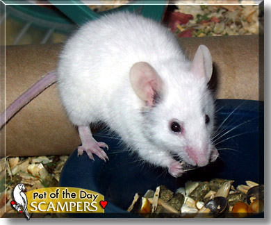Scampers, the Pet of the Day