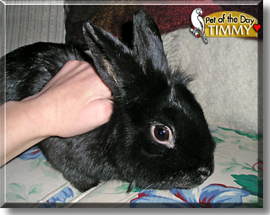 Timmy, the Pet of the Day