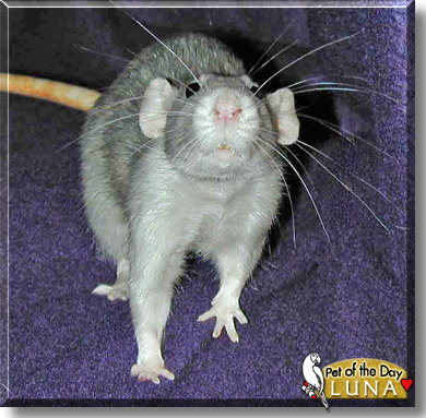 Luna, the Pet of the Day