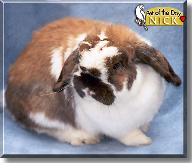 Nick, the Pet of the Day