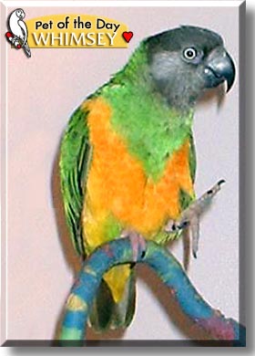 Whimsey, the Pet of the Day