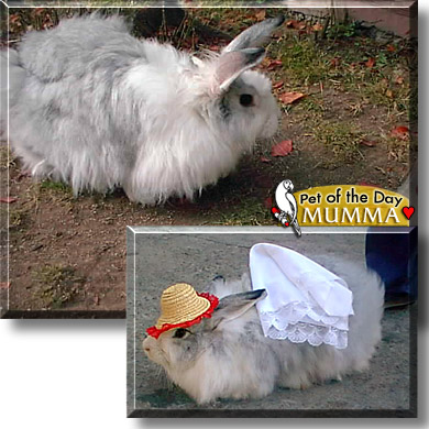 Mumma, the Pet of the Day