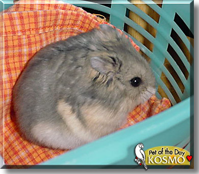 Kosmo, the Pet of the Day