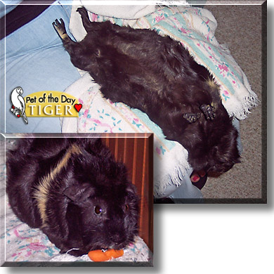Tiger, the Pet of the Day