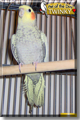 Twinky, the Pet of the Day
