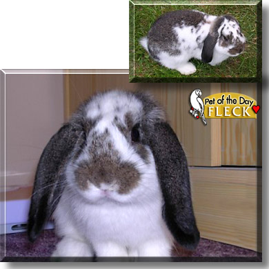 Fleck, the Pet of the Day