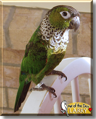 Larry, the Pet of the Day