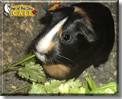 Cali, the Pet of the Day