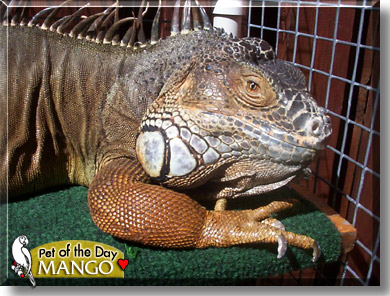 Mango, the Pet of the Day