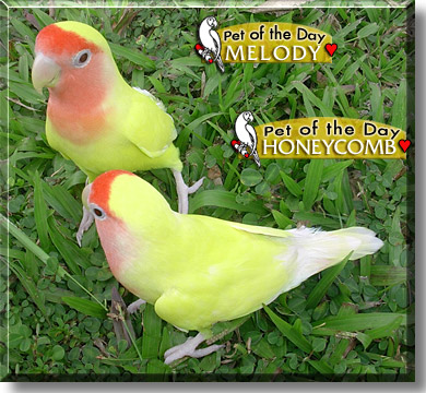 Melody, Honeycomb, the Pet of the Day