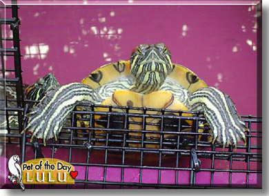 Lulu, the Pet of the Day
