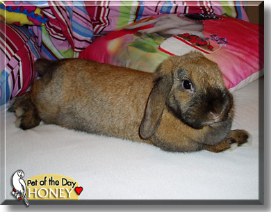 Honey, the Pet of the Day
