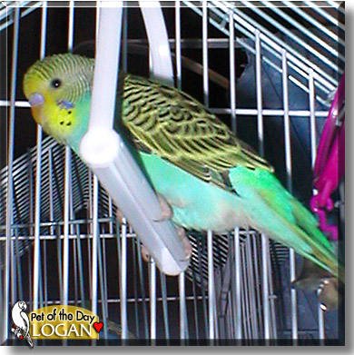 Logan, the Pet of the Day