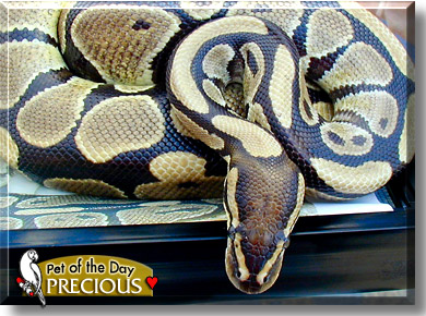 Precious, the Pet of the Day
