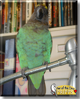 Pripps, the Pet of the Day