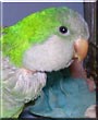 Loupi the Quaker Parrot