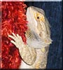Riley the Bearded Dragon