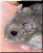 Nibbles the Winter White Hamster