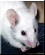 Scampers the Fancy Mouse