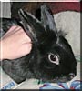 Timmy the Lionhead Rabbit