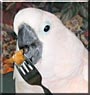 Peaches the Moluccan Cockatoo