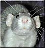 Luna the Rat