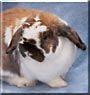 Nick the Holland Lop