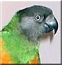 Whimsey the Senegal Parrot