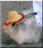 Mumma the Angora Rabbit