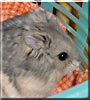 Kosmo the Russian Dwarf Hamster