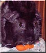 Tiger the Abyssinian Guinea Pig
