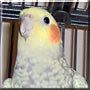 Twinky the Pearl Cockatiel