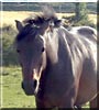 Megan the Show Pony