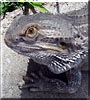 Murray the Bearded Dragon