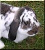Fleck the Lop Rabbit