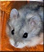 Cricket the Campbell's Dwarf Hamster