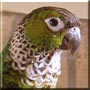 Larry the Black Capped Conure